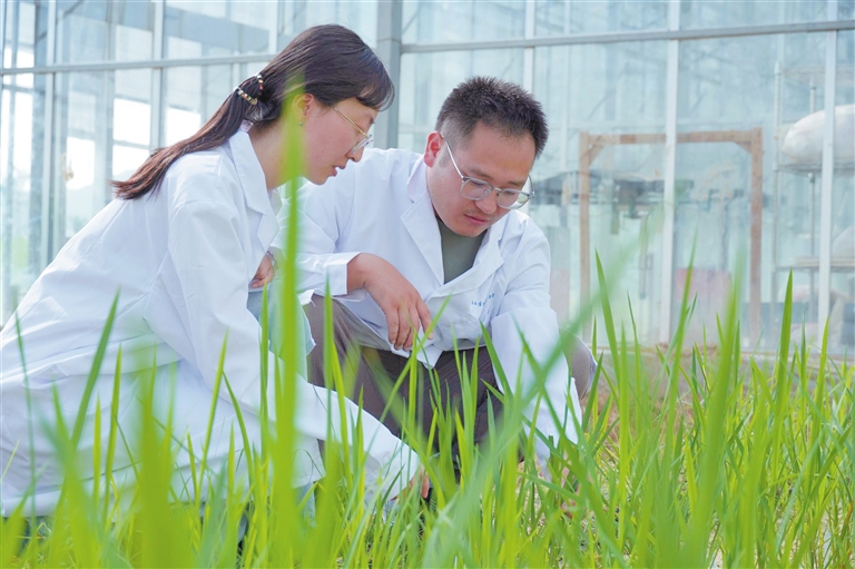 茶稻誕生！三亞科研新突破引領(lǐng)農(nóng)業(yè)生物技術(shù)開發(fā)